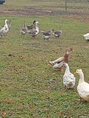 Vând păsări gâște rațe găini  - imagine 4