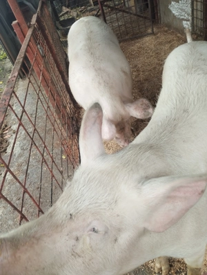 Porci de carne diferite rase  - imagine 3