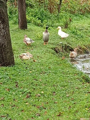 Vând păsări gâște rațe găini  - imagine 3