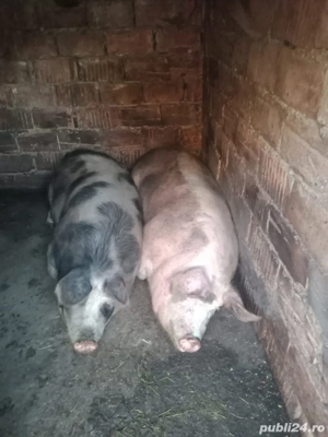 Porci de vânzare  - imagine 3