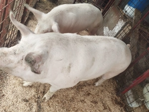 Porci de carne diferite rase  - imagine 5