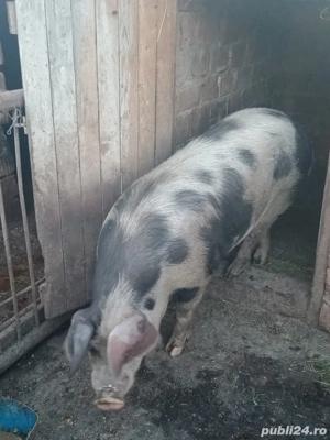 Porci de vânzare  - imagine 4