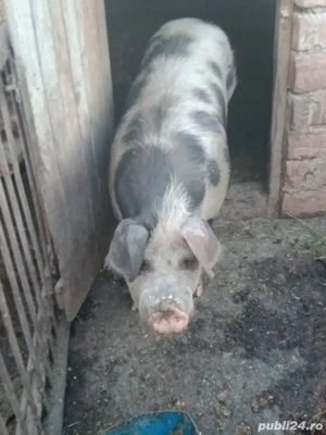 Porci de vânzare  - imagine 2