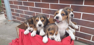 catelusi beagle tricolor - imagine 3