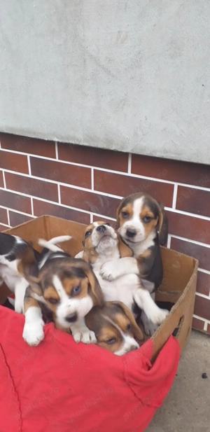 catelusi beagle tricolor