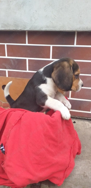 catelusi beagle tricolor - imagine 2