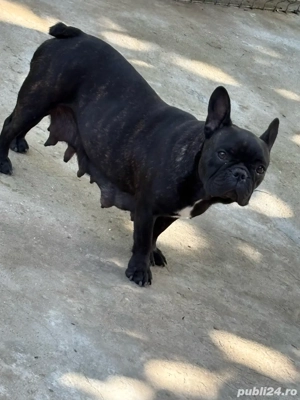 Vând Buldog Francez   femelă, culoare neagră