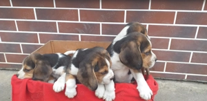 catelusi beagle tricolor - imagine 5