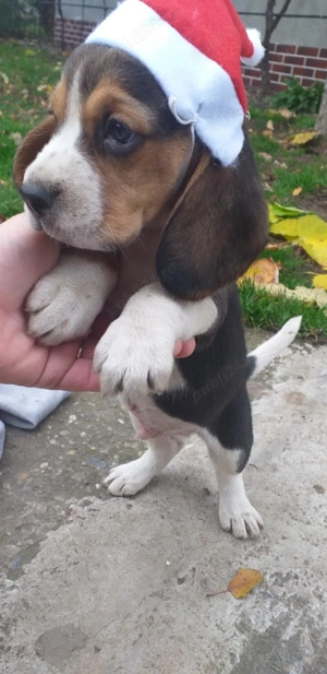 catelusi beagle tricolor - imagine 4