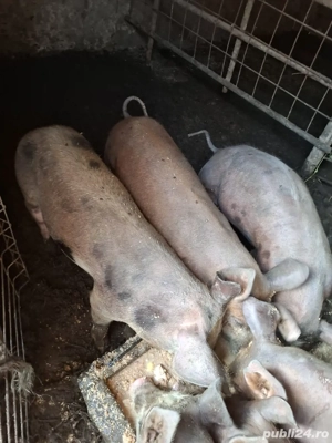 Purcei de vanzare - imagine 3