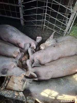 Purcei de vanzare - imagine 2