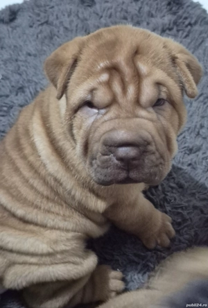 shar pei drăgălași  - imagine 2