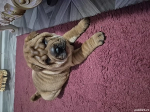 shar pei drăgălași  - imagine 4