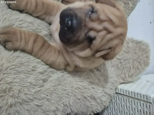 shar pei drăgălași  - imagine 3