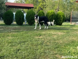 ciobanesc de asia centrala