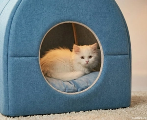 British Longhair  - imagine 3