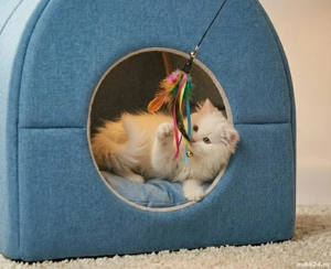 British Longhair  - imagine 4