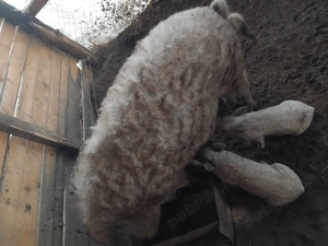 Matca mangalita - imagine 2