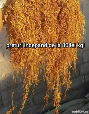 Tutun firicel la oferte speciale!