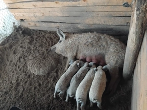 Matca mangalita - imagine 3