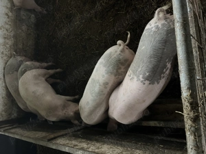 Carcasă de porc  - imagine 5