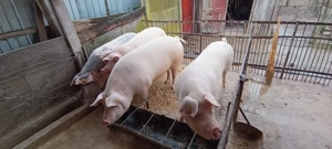 Porci marele alb  - imagine 3