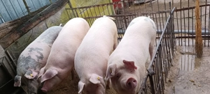 Porci marele alb  - imagine 2