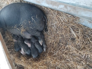 Purcei vietnamezi - imagine 2