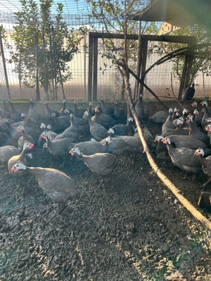 Vând bibilici gigant