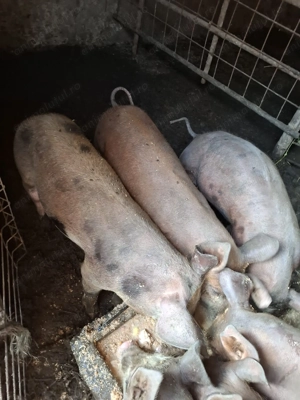 Purcei de aprximativ 40 kg - imagine 2