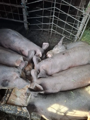 Purcei de aprximativ 40 kg