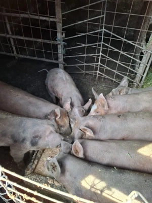 Purcei de aprximativ 40 kg - imagine 3