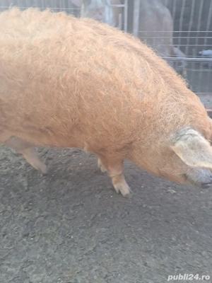 vand mangalita - imagine 2