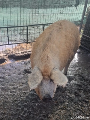 vand mangalita - imagine 4