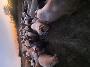 Vind 60 oi si 15 capre  - imagine 2