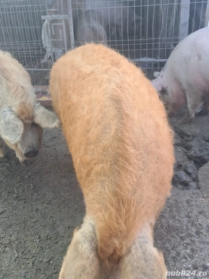 vand mangalita - imagine 3