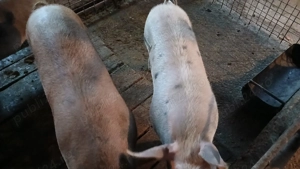 Porci de vanzare - imagine 2