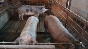 Porci de vanzare - imagine 3