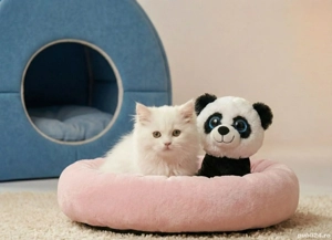 British Longhair  - imagine 2