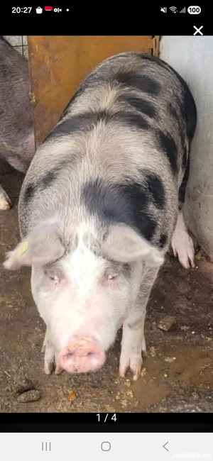 Porc pietrain  - imagine 5