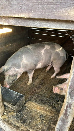 De vânzare porc !!! - imagine 2