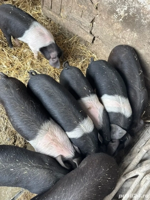 purcei de vanzare  - imagine 2