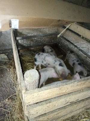 Vind purcei  - imagine 3