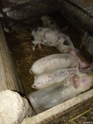 Vind purcei  - imagine 5