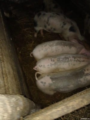 Vind purcei  - imagine 2