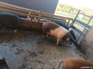 Porci de craciun - imagine 2