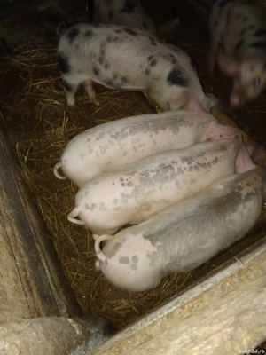 Vind purcei  - imagine 4