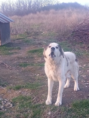 Ciobanesc de Bucovina  - imagine 3