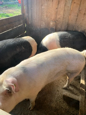 Vând porci cresvuti la țară   rasa Bazna și Marele Alb  - imagine 2
