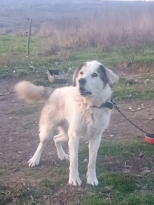 Ciobanesc de Bucovina  - imagine 4